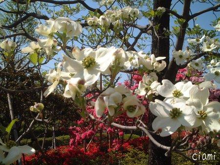 つつじ公園14