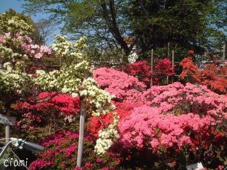 つつじ公園17