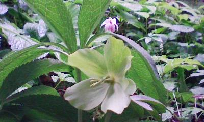 クリスマスローズ