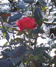 バーラが咲いた♪