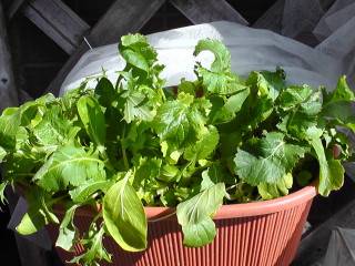20110126  ベビーリーフ収穫後