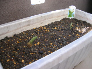 20110119  アスパラ