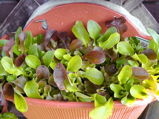 20110124　レタスミックス