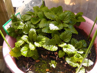 20110124  レモンバーム