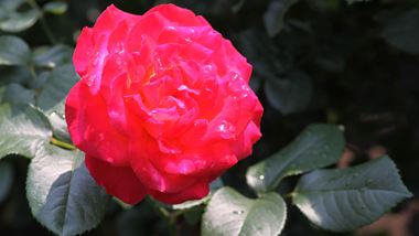 rose201128
