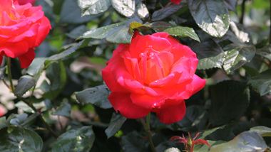 rose201130