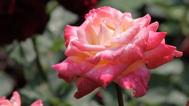 rose201139