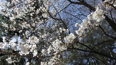 sakura20110043