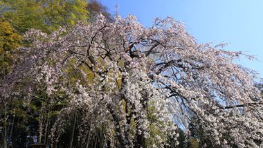 sakura20110051