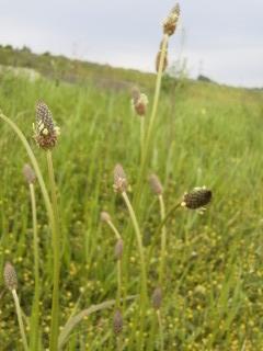 キャットテイル