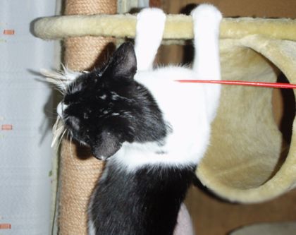 ぶら下がり健康法