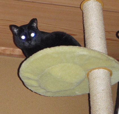 眼を光らせるにゅ