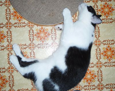 控えめに興奮中