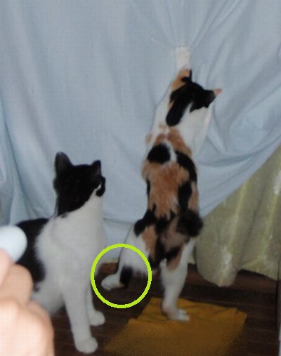 あたちもジャンプ