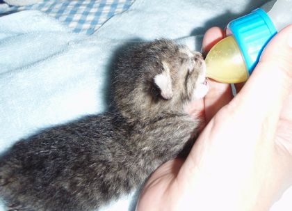 一人で飲めるもん