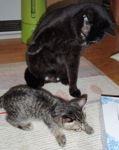 いつも見守ってたんやで