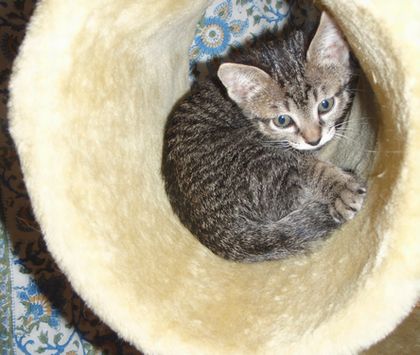 丸いとこちょうどいいサイズなんよ