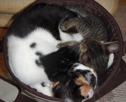 見事なちび団子