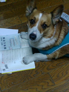 studydog