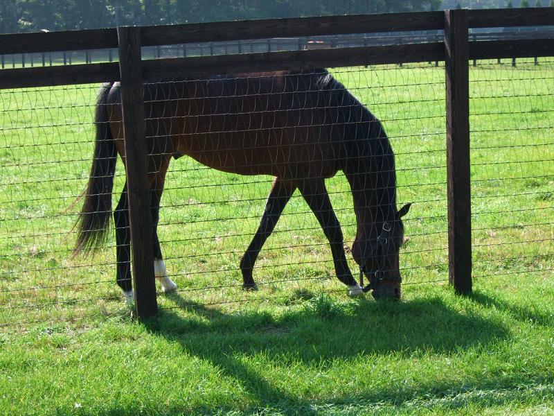 ディープインパクト