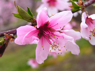 摘花された後だった｡この花が美味しい桃になるんだね。