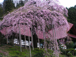 樹齢３００年と言われる枝垂桜だ・・・