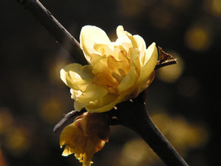 逆光に輝く蝋梅の花