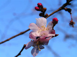十月桜