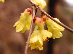 これが開花状態の日向ミズキ｡土佐ミズキよりも花房は短い。