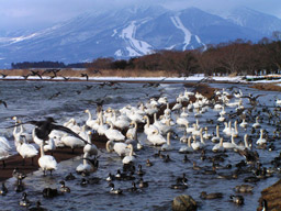 猪苗代湖にも毎年白鳥達が訪れて、このように賑やかになる。