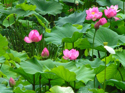 雨上がりの午後、蓮の花が開き始めて・・・
