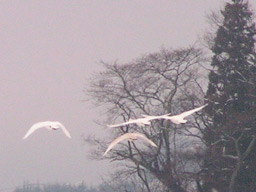 北へ帰る準備の為に集団で飛行する訓練をする白鳥達。