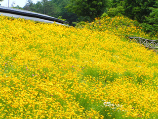 大金鶏菊で埋め尽くされた斜面。