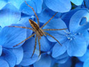 アルバム“番外編　いろいろな植物・生き物たち”へGo!