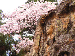 桜をバックに岩谷観音の磨崖物を撮る。