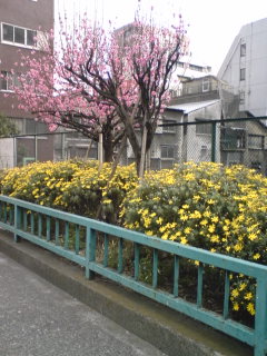 20080402春花
