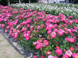 万博薔薇フェス風景 2005