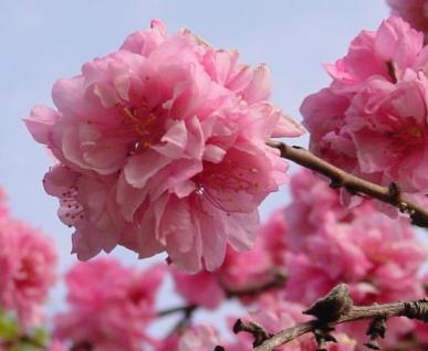山田池公園八重桜