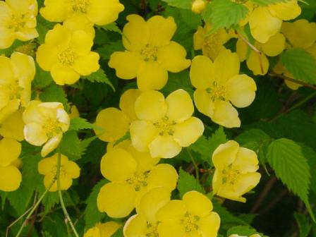 山田池公園黄色い花