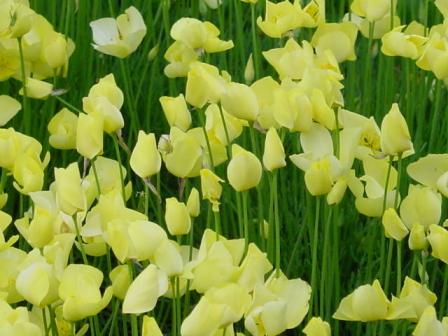 山田池公園黄色い花