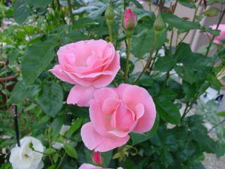 Ｓ薔薇１