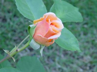Ｓ薔薇２.jpg