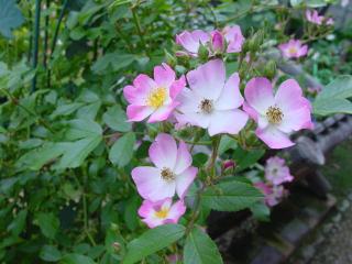 Ｓ薔薇4