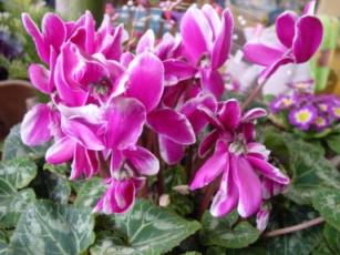 誕生日プレゼントシクラメン１