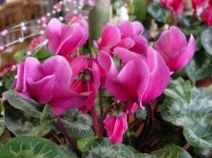 誕生日プレゼントシクラメン２