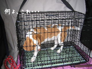20080421_11.JPG