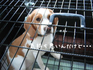 20080421_13.JPG