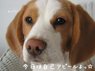 20080219_12.JPG