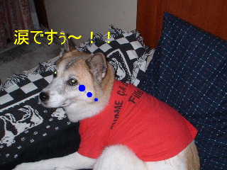 namidadesu.jpg