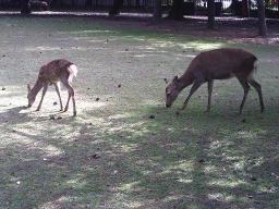 deer1.JPG